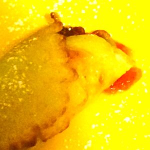 CLOSE UP OF JELLY/JAM ROLL FROM SUNFLOWER TAPESTRY