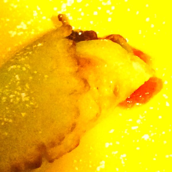 CLOSE UP OF JELLY/JAM ROLL FROM SUNFLOWER TAPESTRY